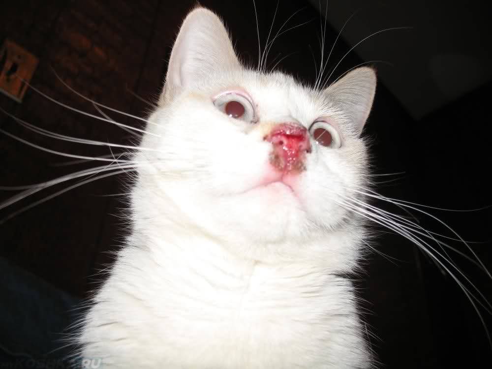 У кота кровь из носа и слезится глаз