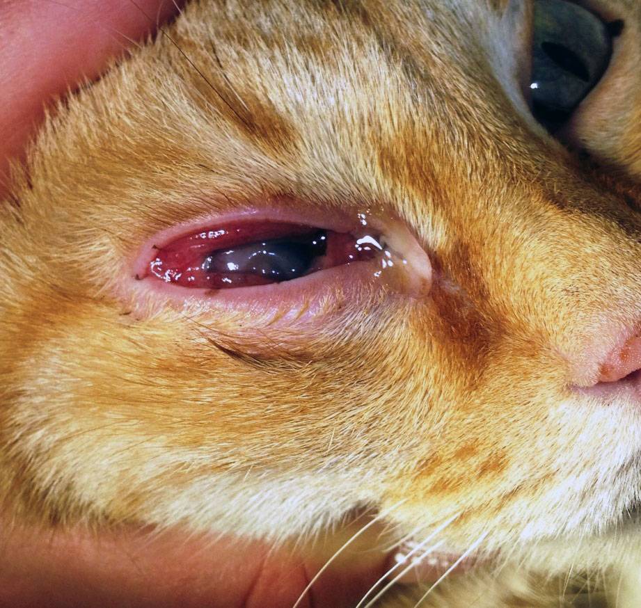 У кошки текут глаза основные причины и методы лечения