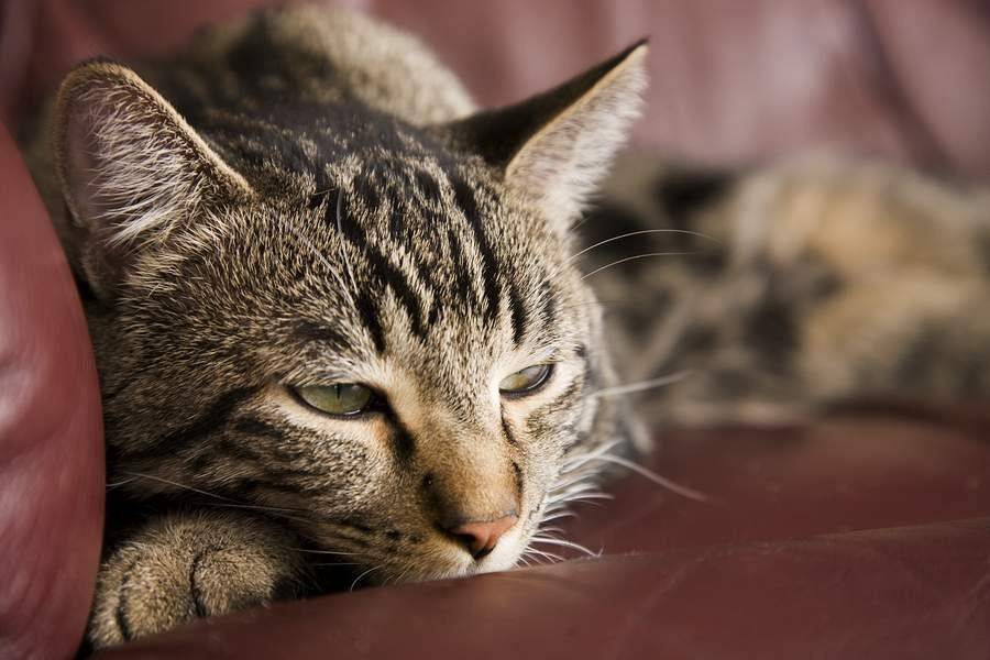 Почему кошка чихает - причины и лечение. Чихание у кошек, почему кошка часто чихает и у нее слезятся глаза.