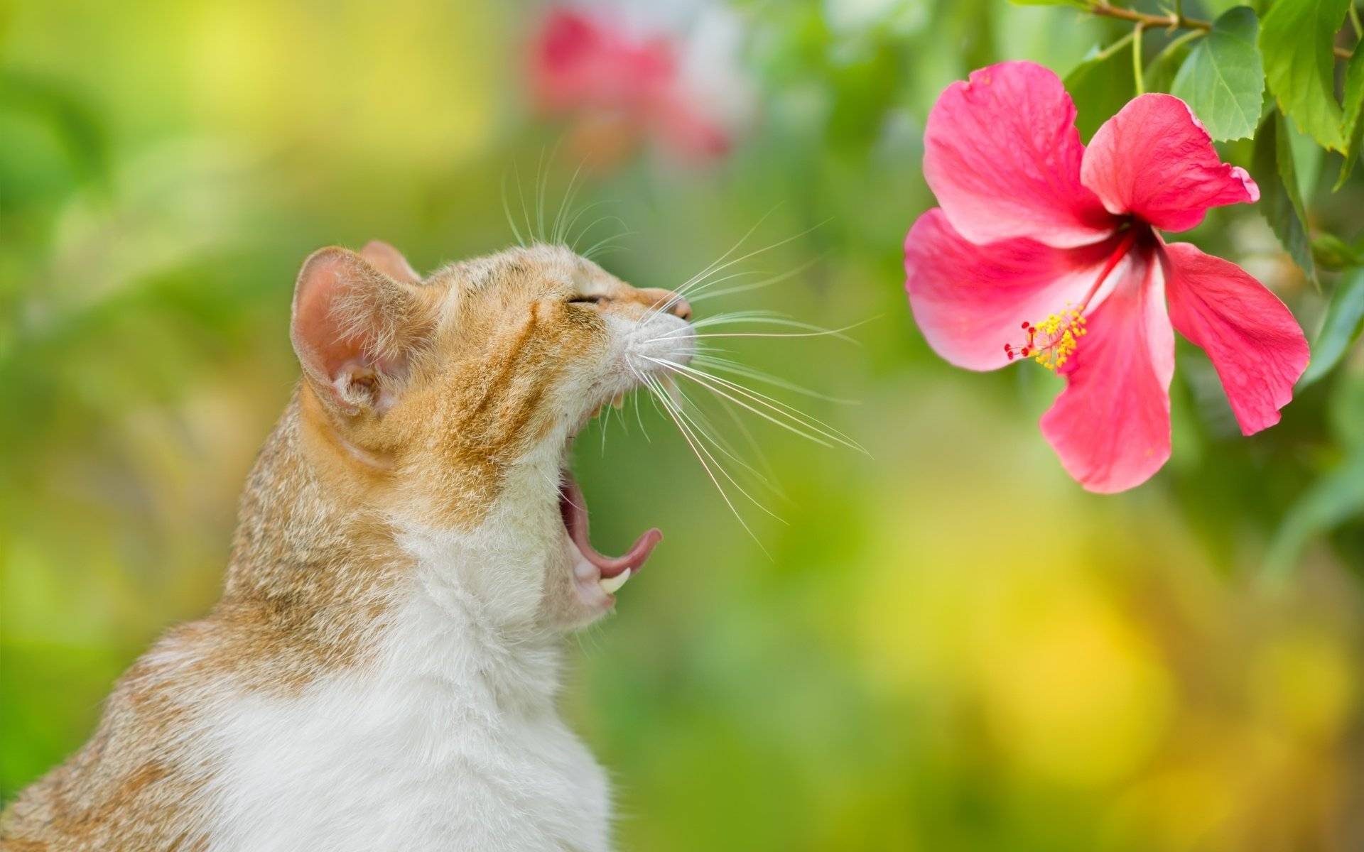 Почему кошка может чихать