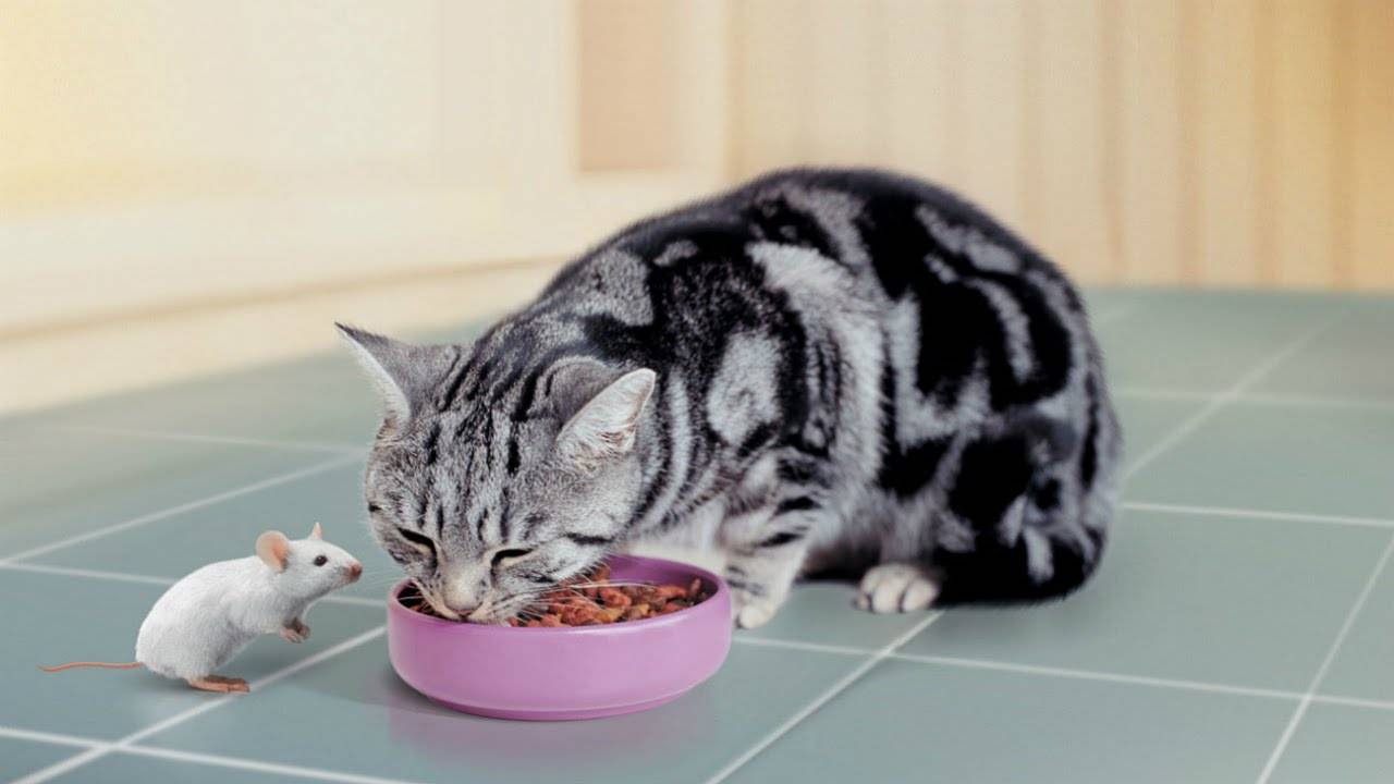 Американская короткошерстная кошка сколько живет