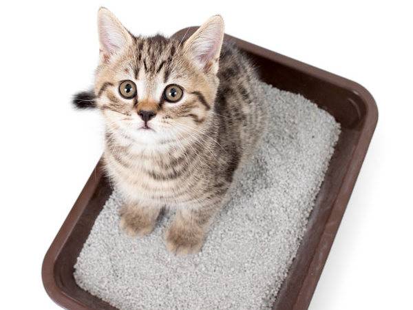Сколько раз можно давать вазелиновое масло котенку при запоре