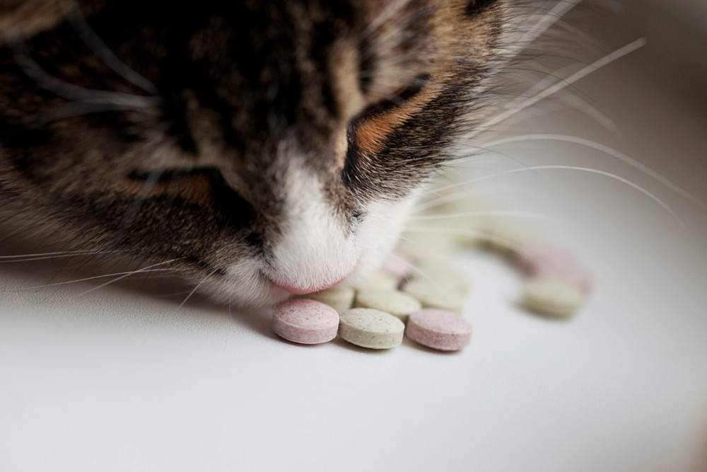 Глисты у кошки симптомы и лечение народными средствами
