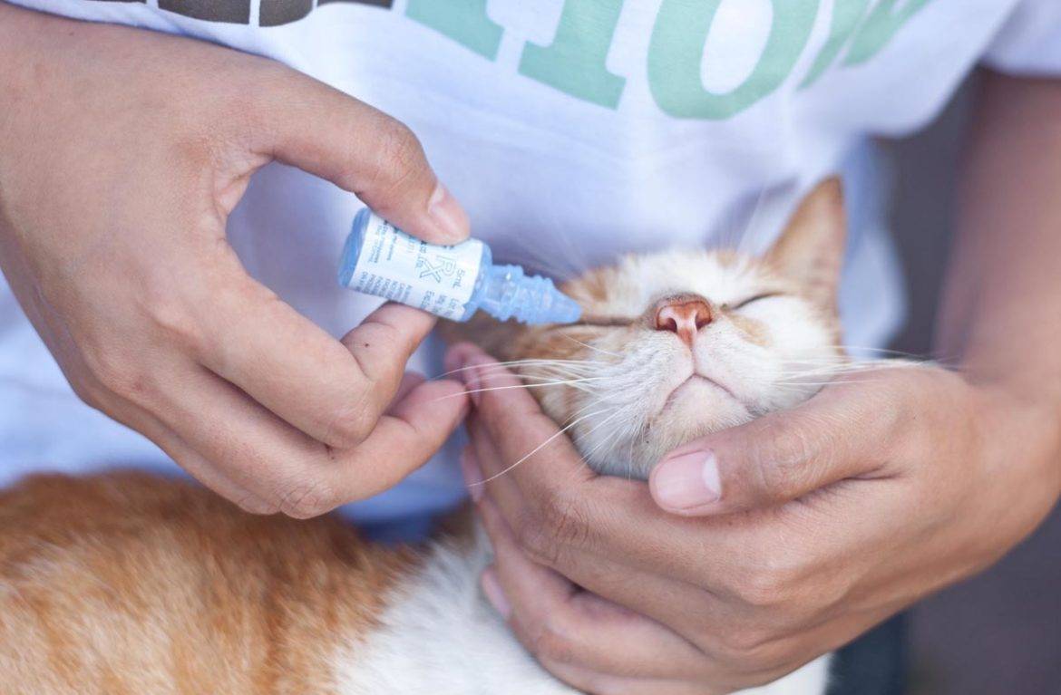 Текут глаза у кошки лечение в домашних