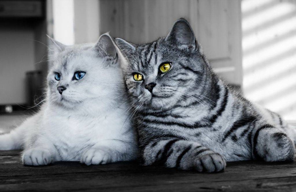 Как подружить кошек между собой в квартире: советы как примирить двух котов