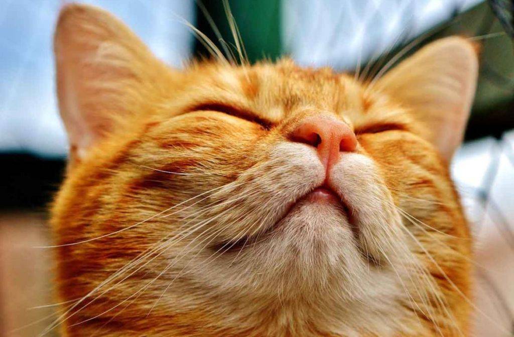 Заложен нос у котенка лечение в домашних условиях thumbnail