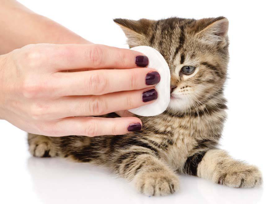 Текут глаза у кошки лечение в домашних thumbnail