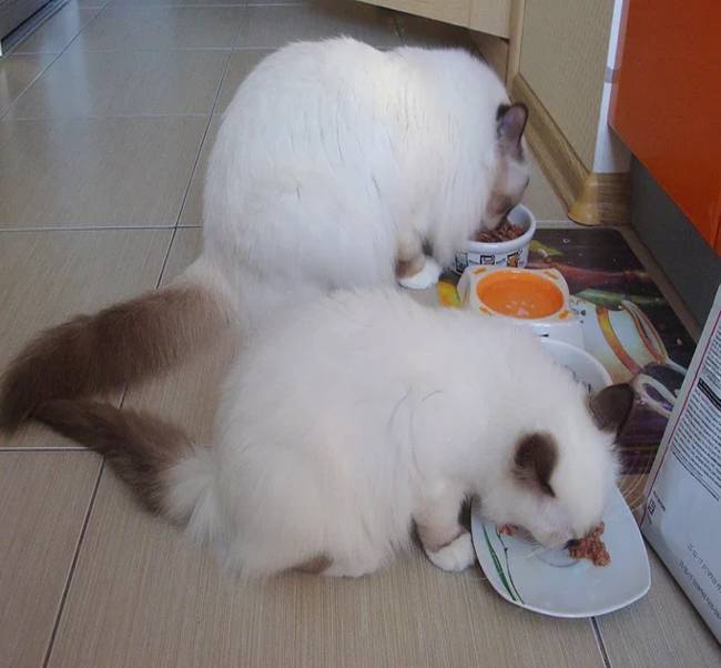 Сколько живут бирманские кошки в домашних условиях