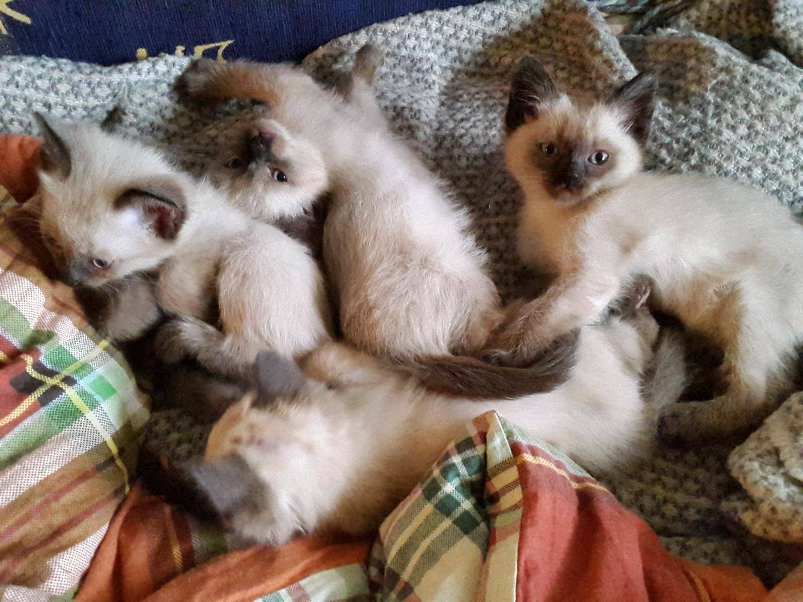 Новорожденные котята балинезийской и Невской породы