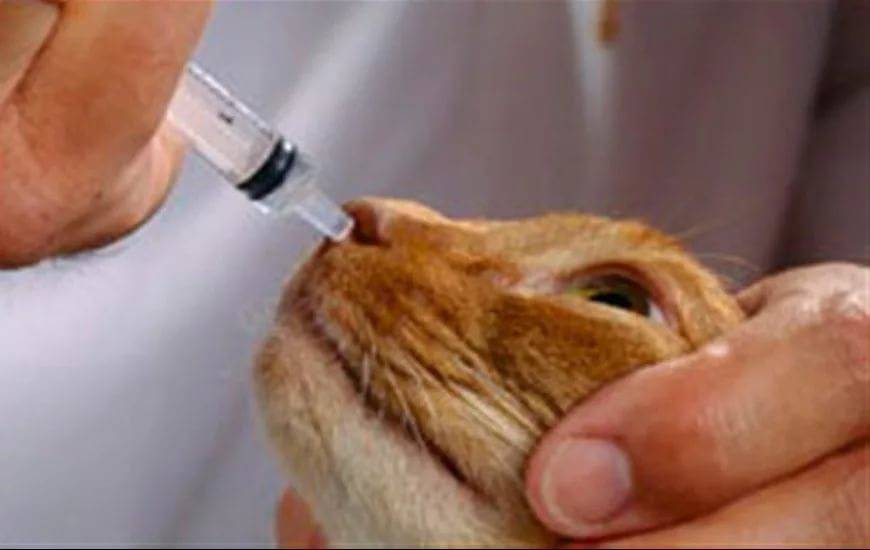 Почему кошка может чихать