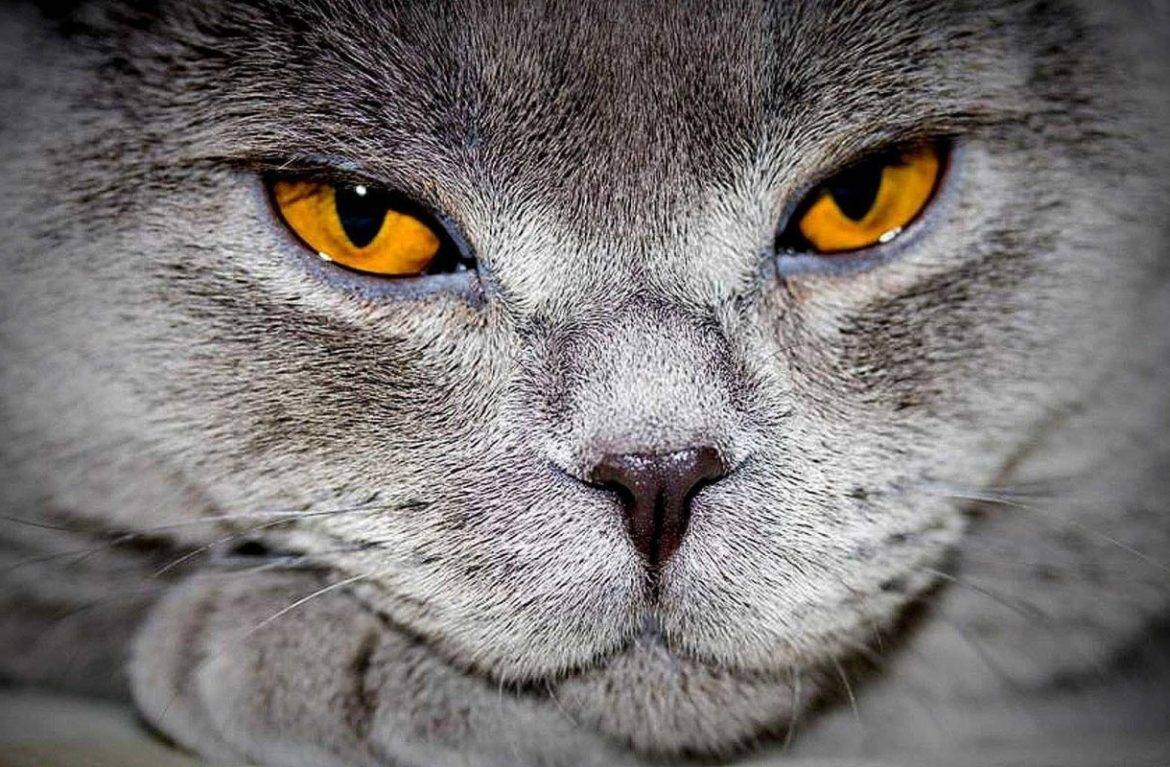Как вылечить заложенность носа у кошки thumbnail