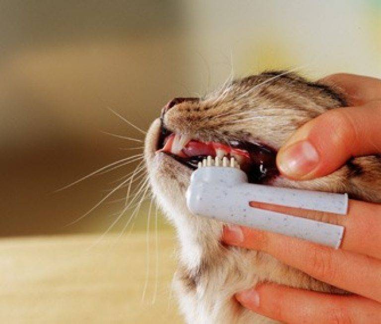 Подушечки для чистки зубов у котов  какого эффекта ждать от профилактического средства