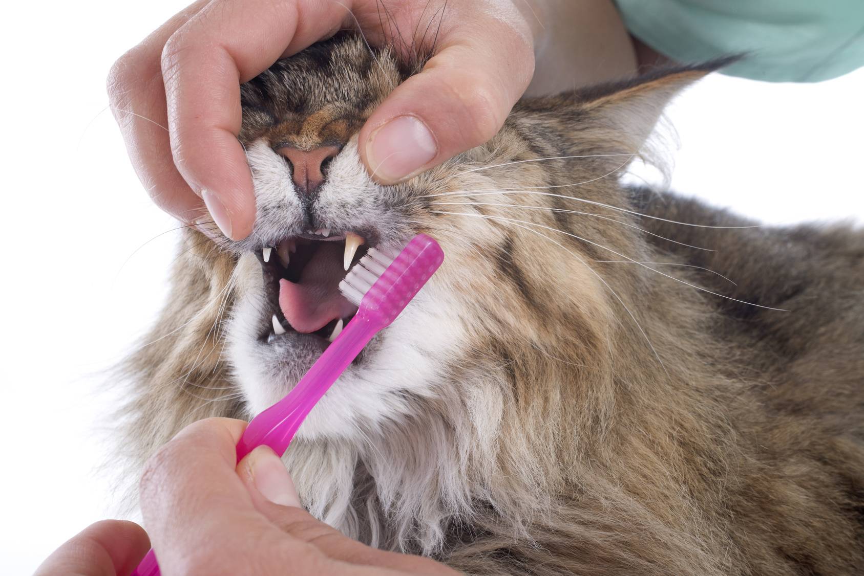 Подушечки для чистки зубов у котов  какого эффекта ждать от профилактического средства