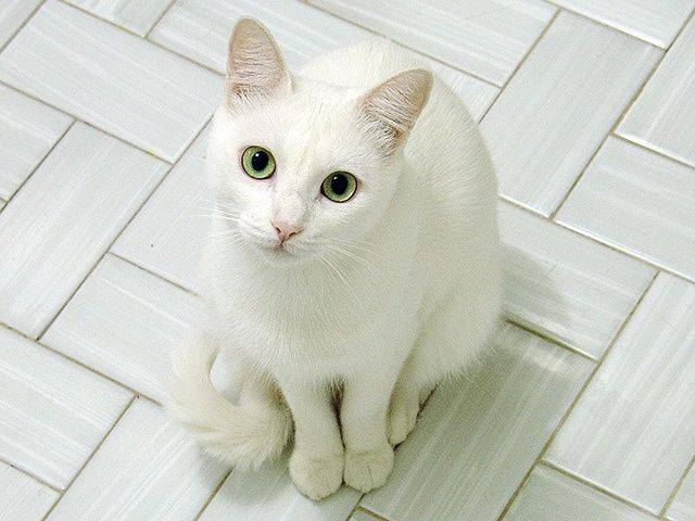 Порода кошек белая русская