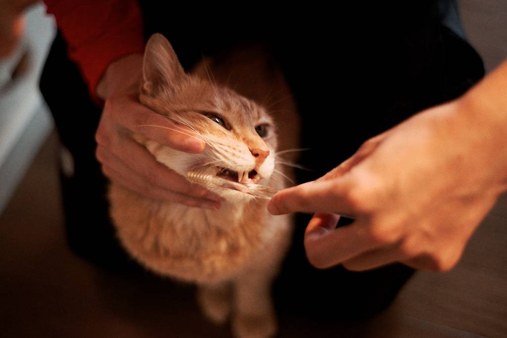 Какими средствами чистить зубы кошке