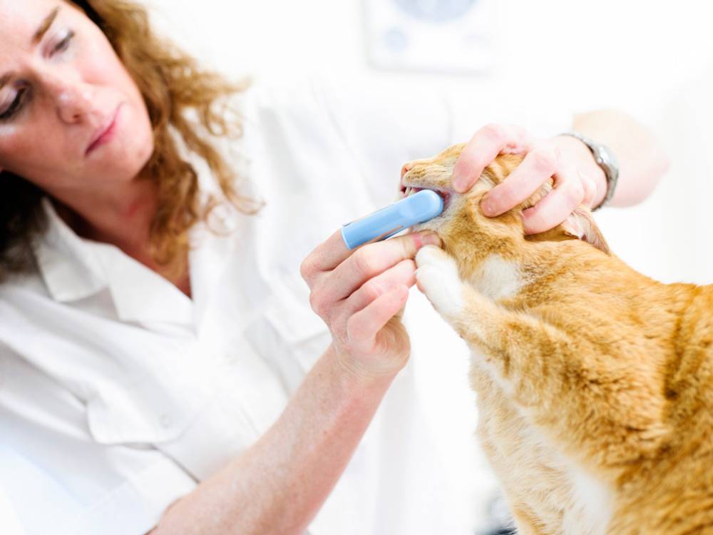 Какими средствами чистить зубы кошке