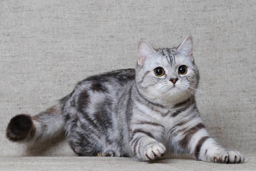 Скоттиш страйт – описание пород котов