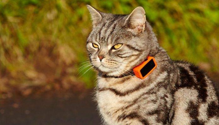 Ошейник с GPS-трекером для кошки