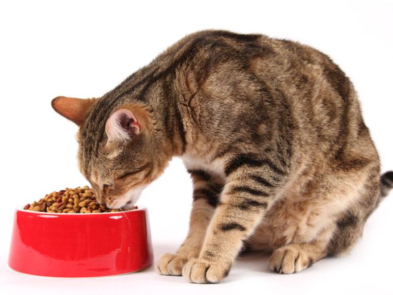 Сухой корм для кошек чойс состав