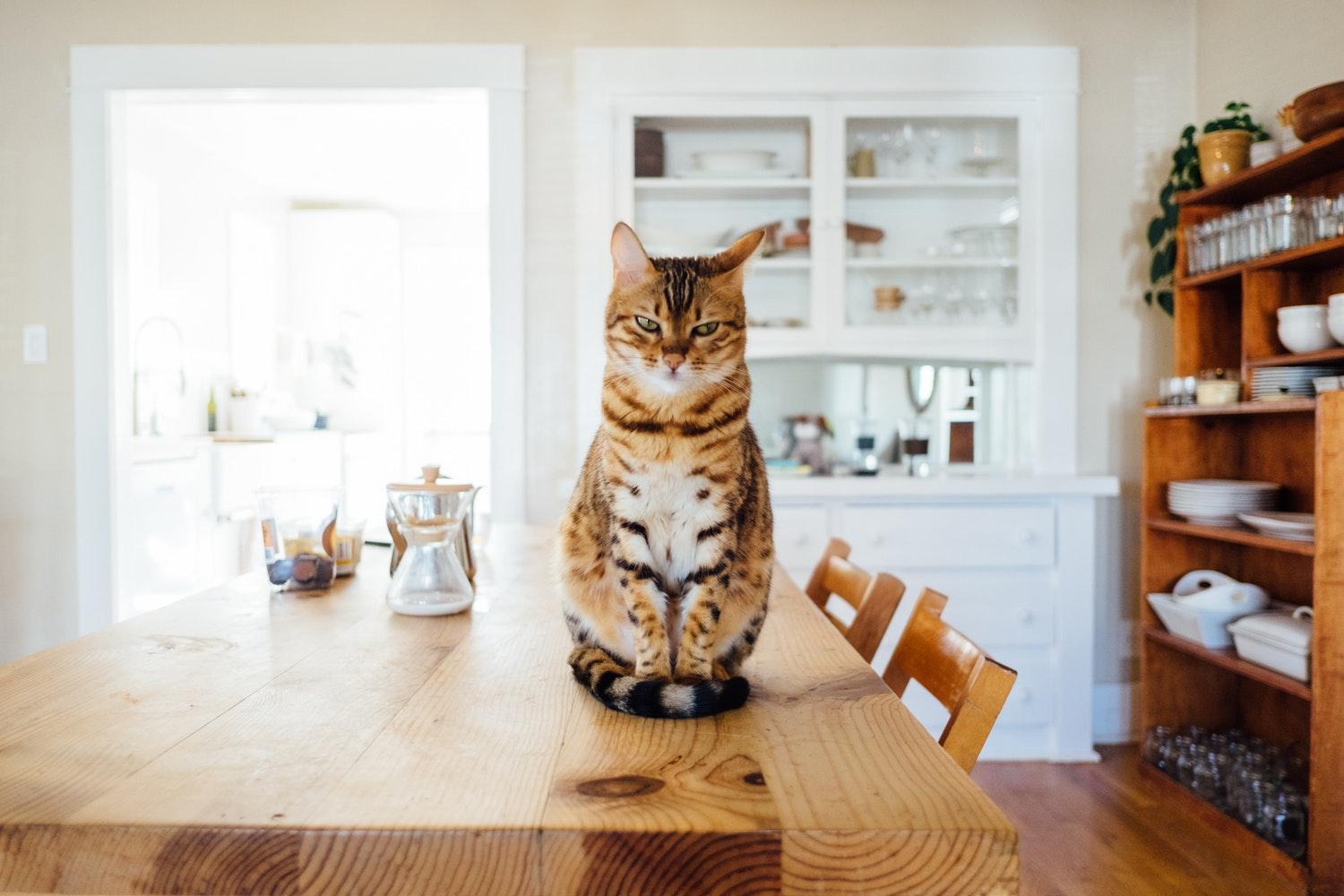 Как отучить кота прыгать на стол – кошка на столе