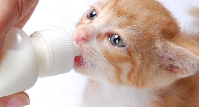 Какой процент жирности молока кошки