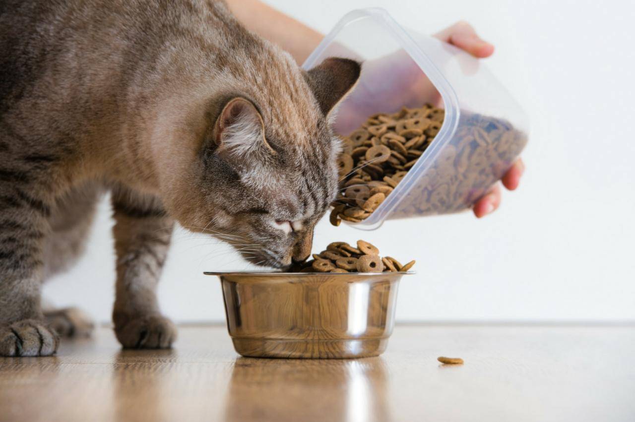 Каким кормом лучше кормить кота и кошку