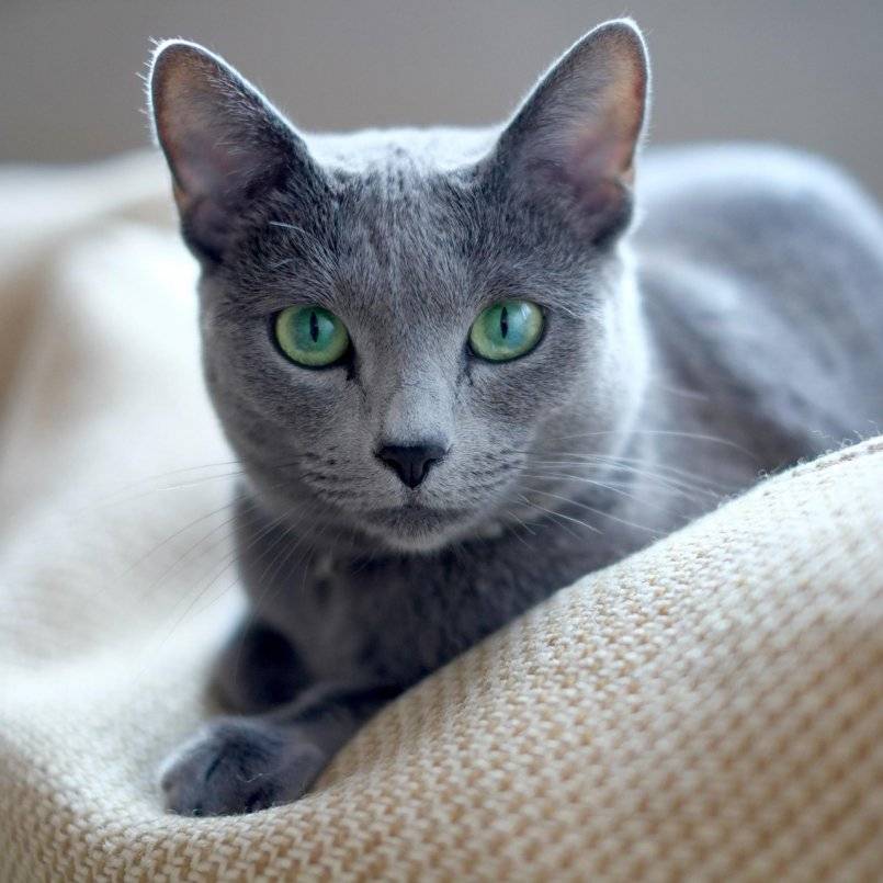 Кошка породы русская голубая метис