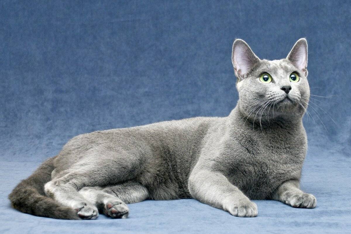 Сибирская голубая кошка: есть ли такая порода? Чем отличаются сибирская и русская голубая кошки?