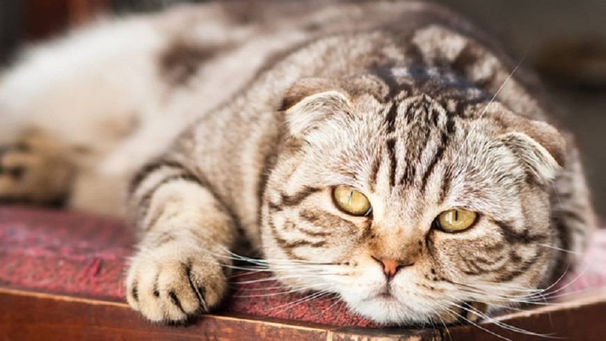Сколько лет живут кошки шотландской породы вислоухие?
