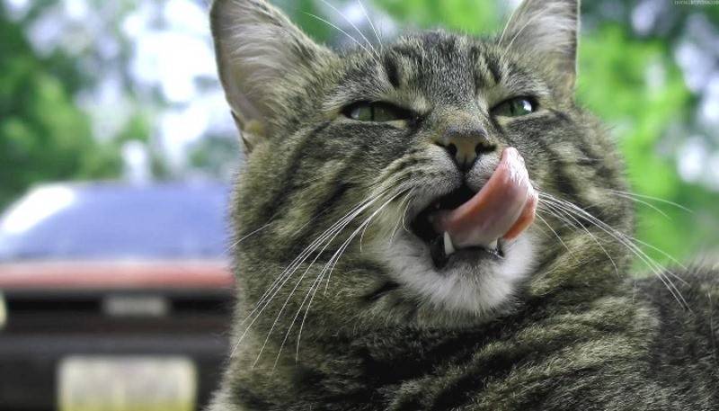 27 лучших кормов для кошек: обзор сухих, влажных, советы по выбору