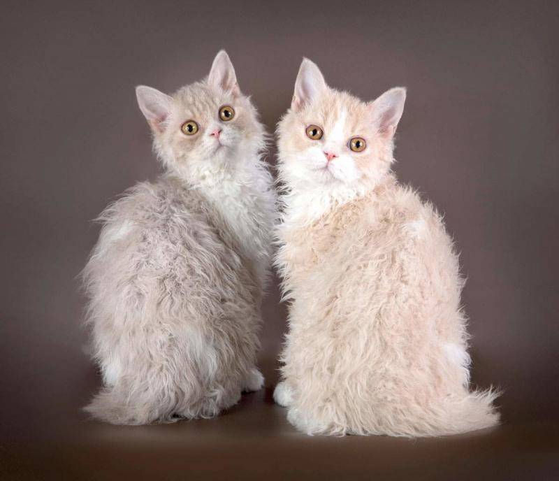 Кошки с волнистой шерстью порода
