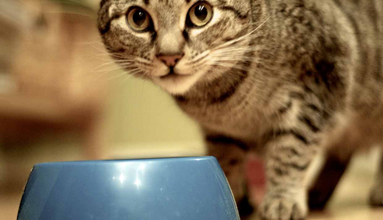 Сколько кошки могут обходиться без воды
