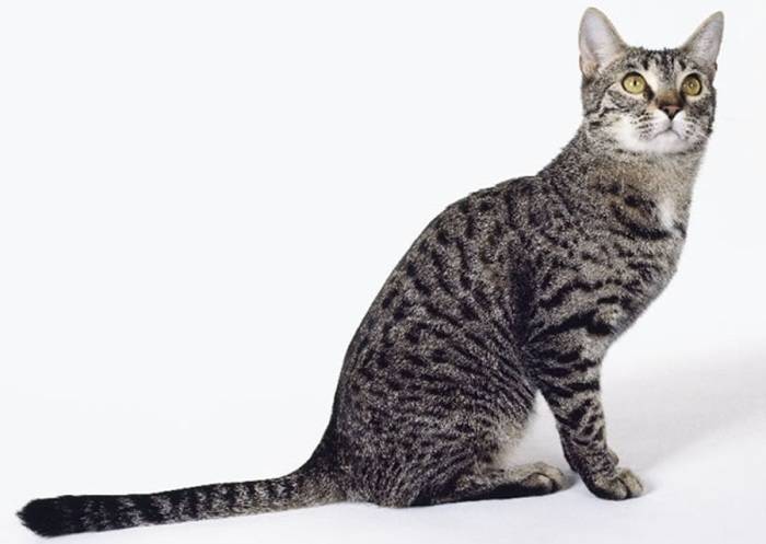 Название и фото редких пород кошек