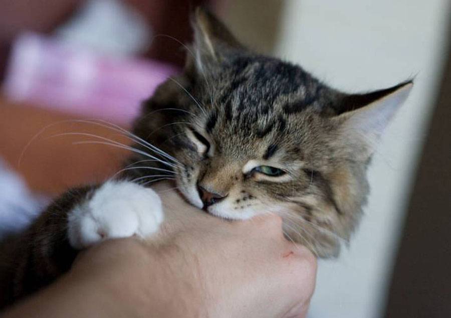 Симптомы бешенства у человека после укуса кота лечение в домашних условиях
