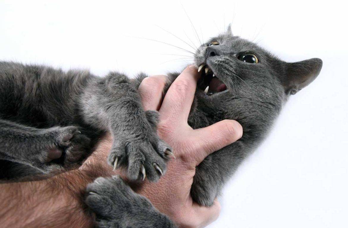 Какие могут быть последствия от укуса кошки