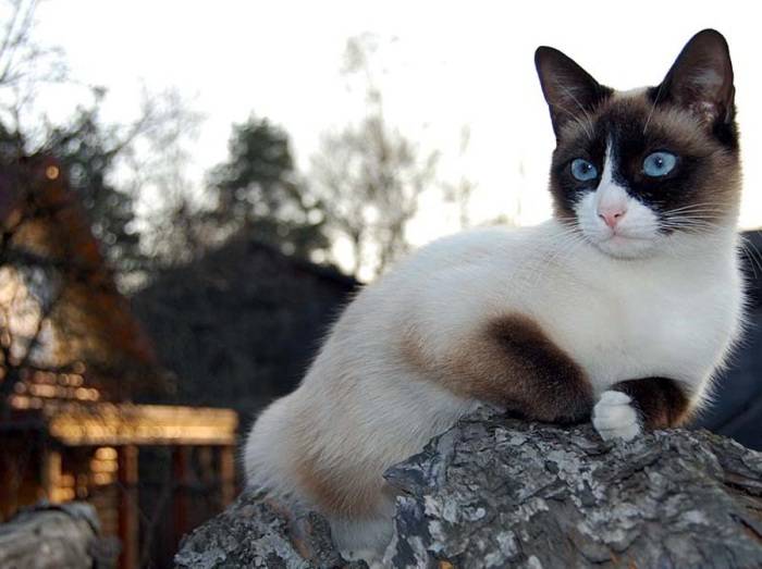 Редкие породы кошек в россии фото