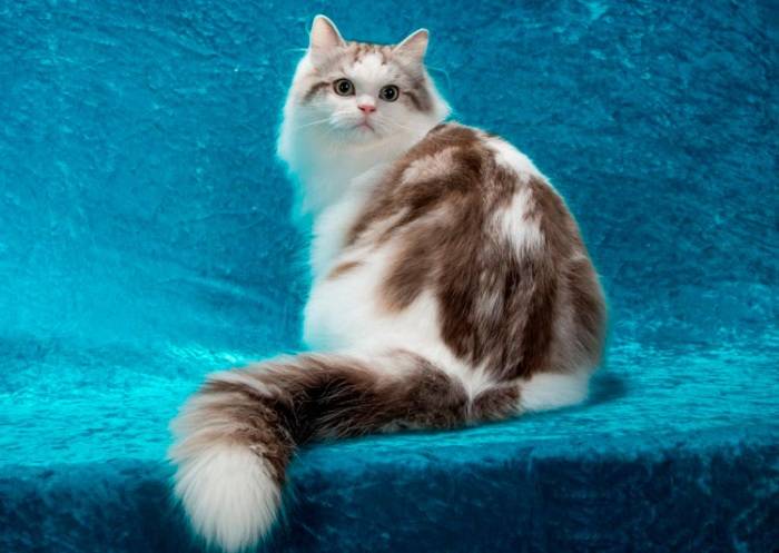 Редкие породы кошек в россии фото