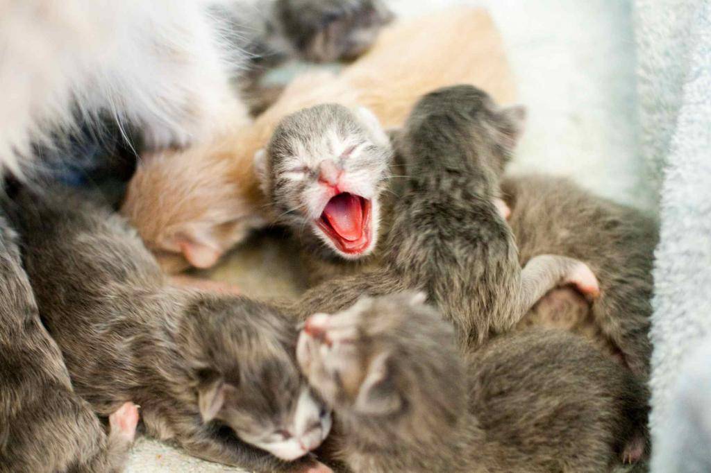 Соски у кошек и котов: сколько сосочков у кошки, если ли у котов