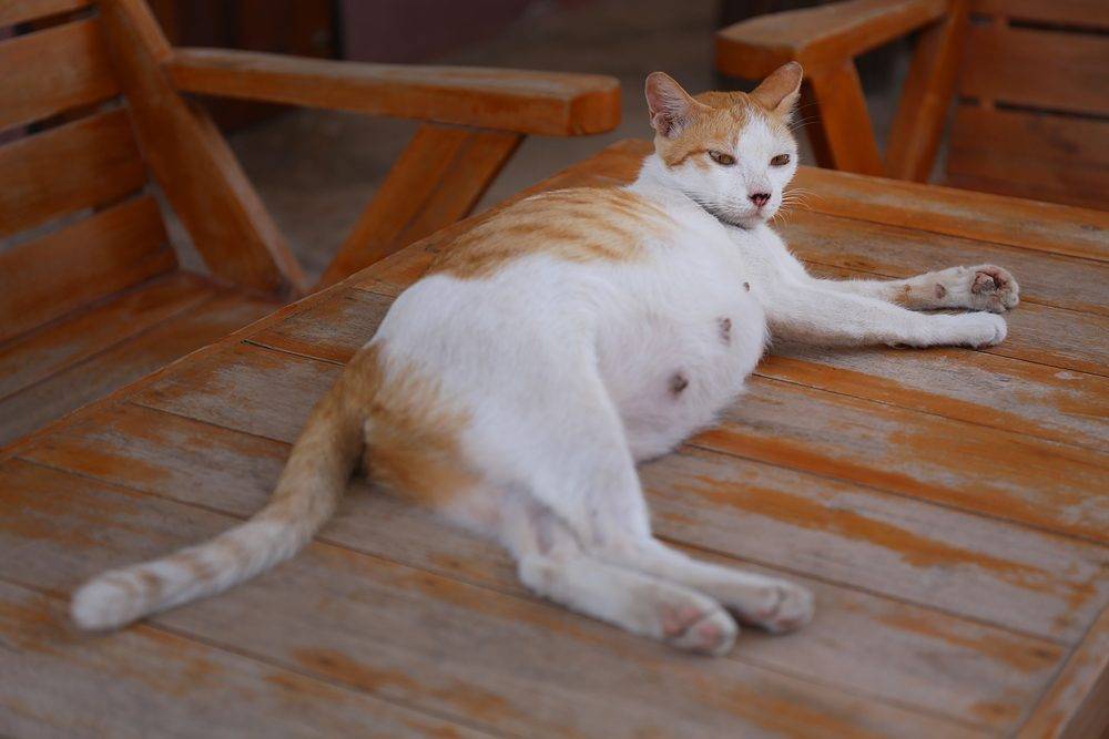 Породы кошек и их грудь