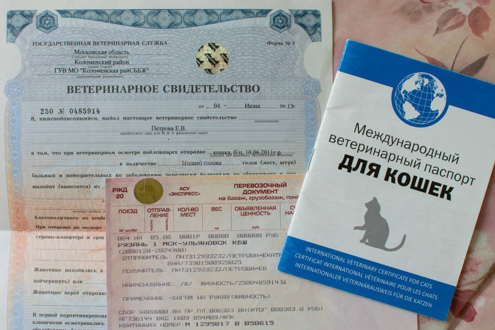 Паспорт для кота прививки