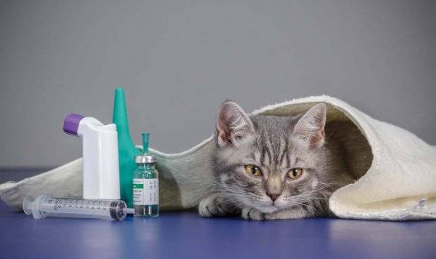Сыворотка для иммунитета кошкам
