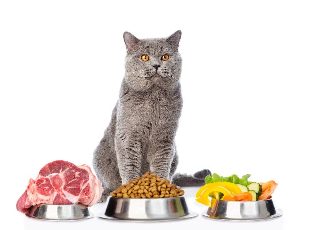 Налаживаем правильное питание для кошки