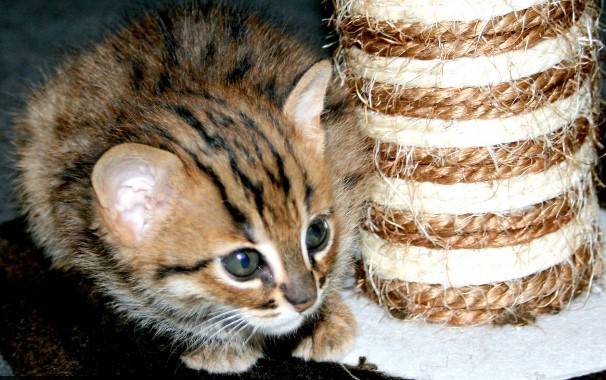 Фото котят породы ржавая кошка