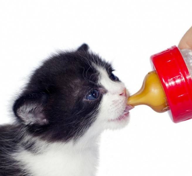 Какой процент жирности молока у кошек