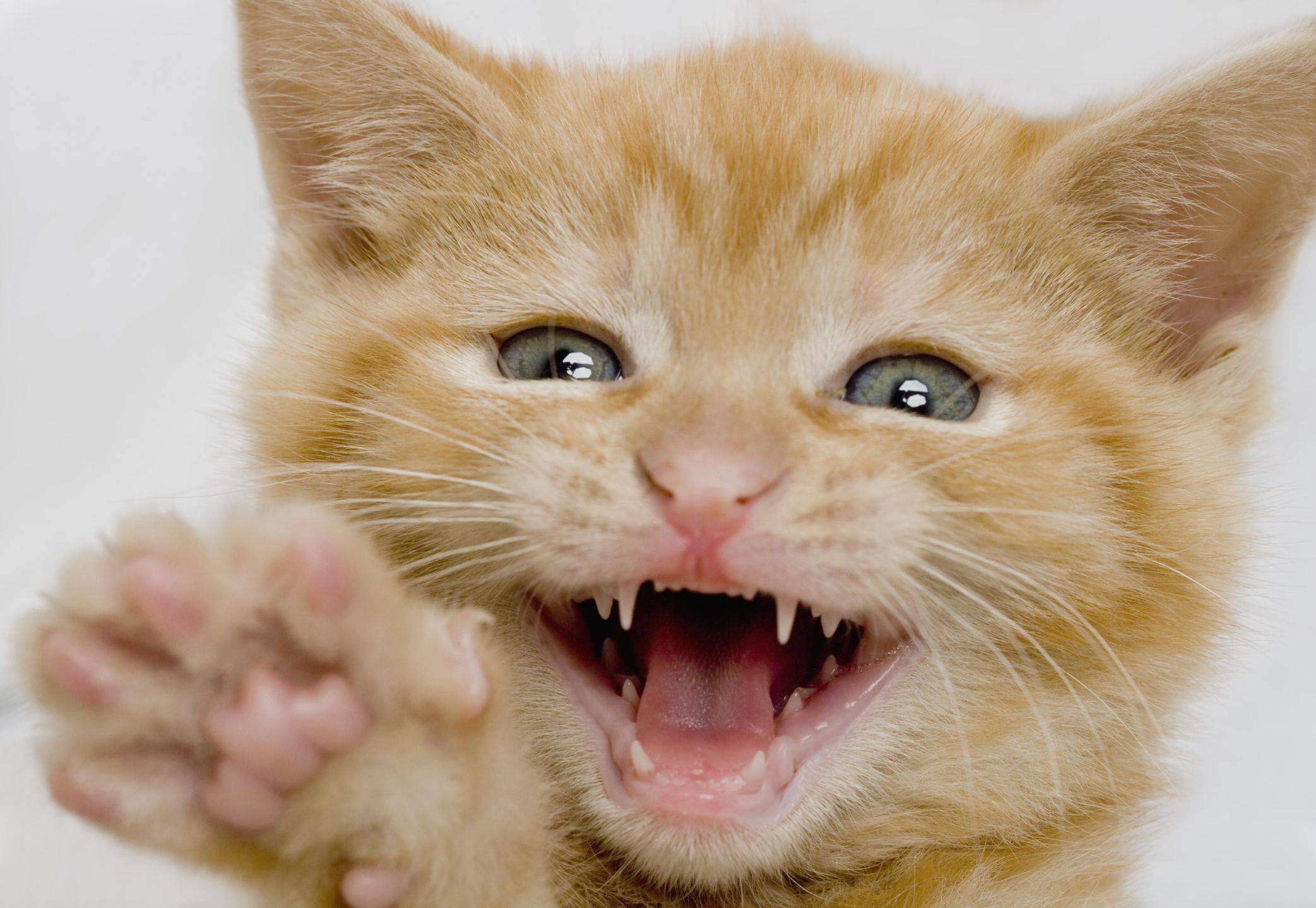Сколько всего зубов у взрослой кошки ответ