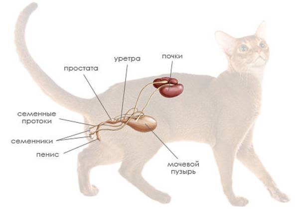 Могут ли кастрированные коты спариваться с кошками последствия