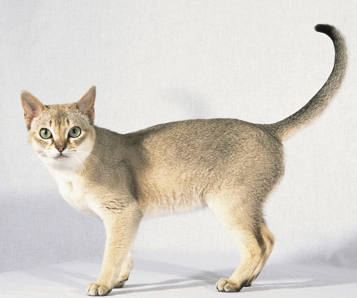 Сингапурская порода кошек характер thumbnail