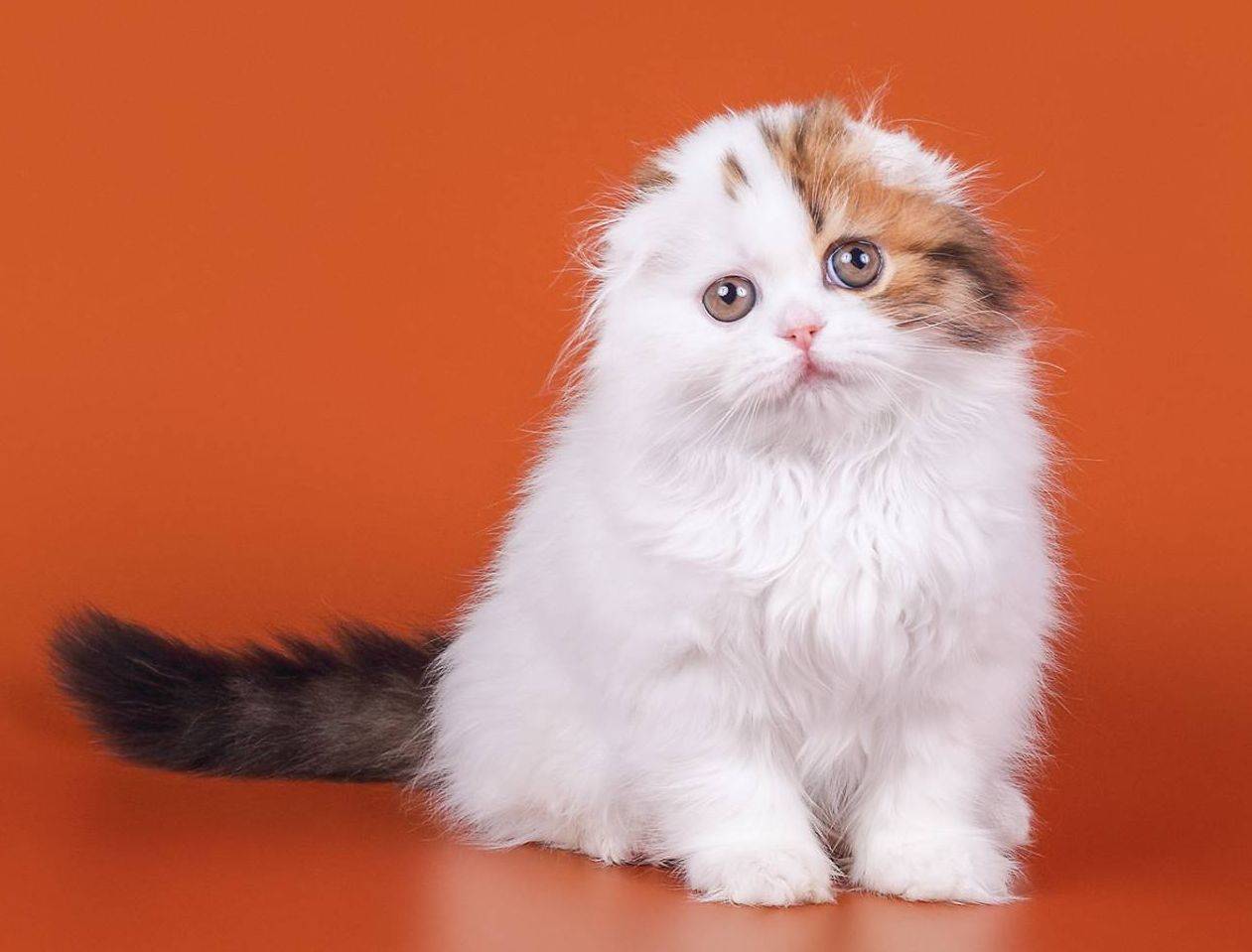 Вислоухая длинношерстная шотландская кошка описание породы и характера