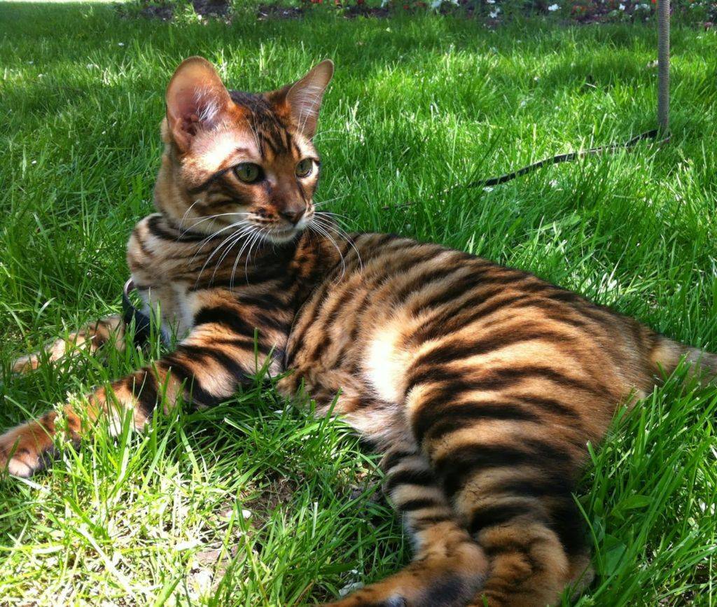 Что за порода кошек с окраской тигра