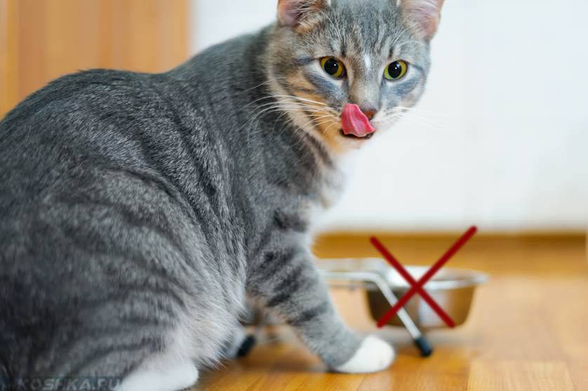 Могут ли кастрированные коты спариваться с кошками последствия